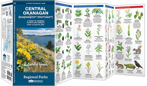 Central Okanagan: Guide to Common Plants and Animals Guide thumbnail